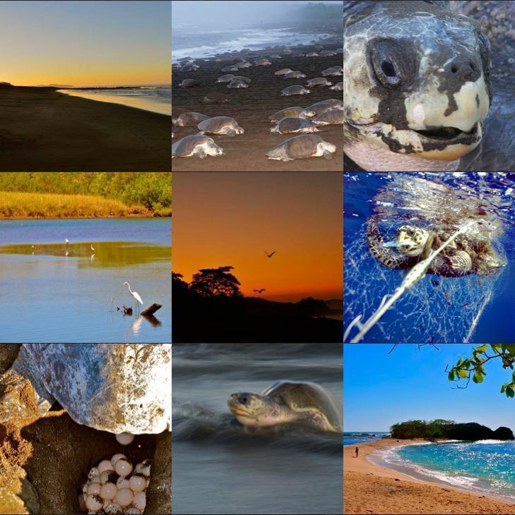 Cabinas Surf Arribadas Ostional Wildlife Refuge 외부 사진