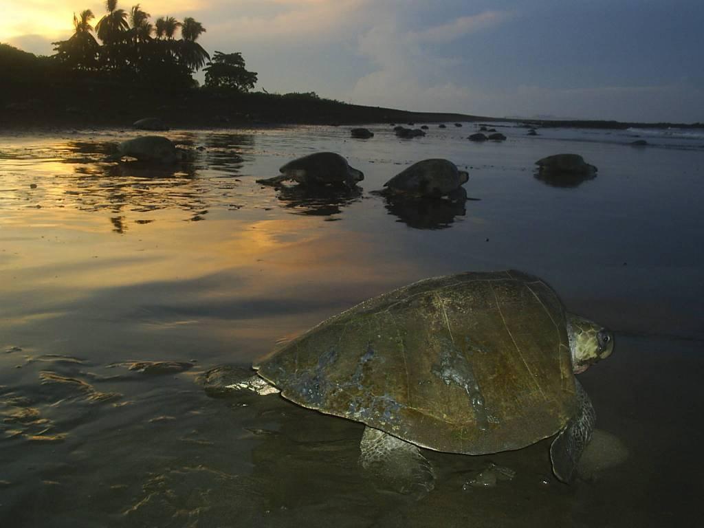 Cabinas Surf Arribadas Ostional Wildlife Refuge 외부 사진