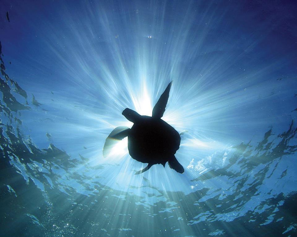 Cabinas Surf Arribadas Ostional Wildlife Refuge 외부 사진