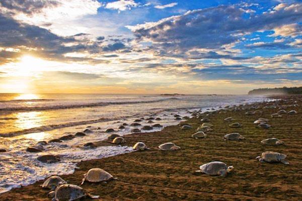 Cabinas Surf Arribadas Ostional Wildlife Refuge 외부 사진