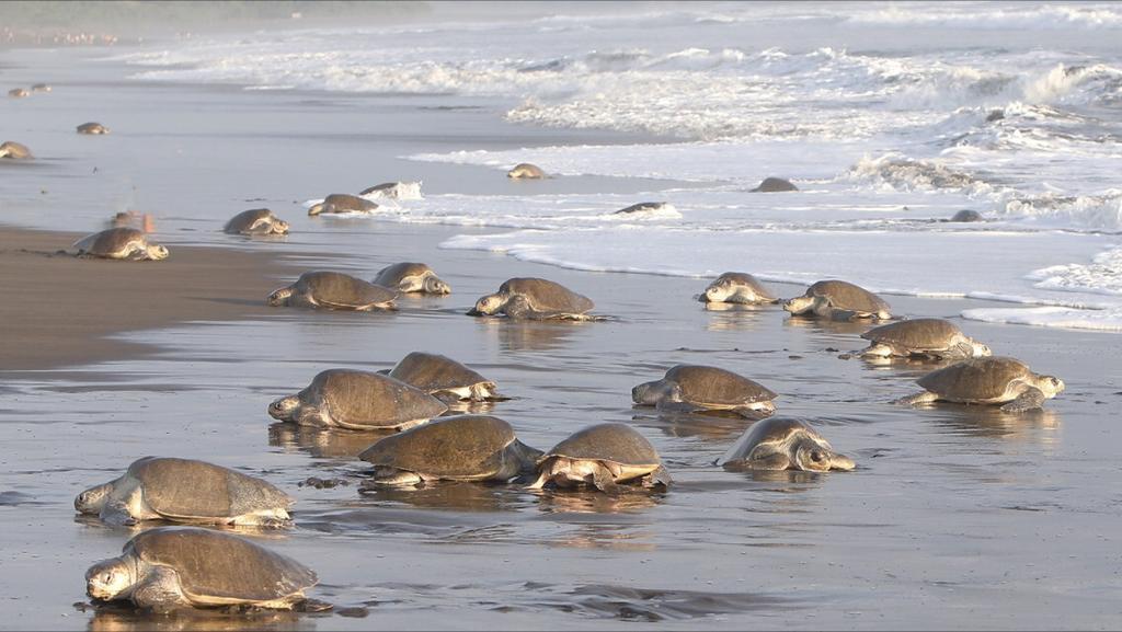 Cabinas Surf Arribadas Ostional Wildlife Refuge 외부 사진