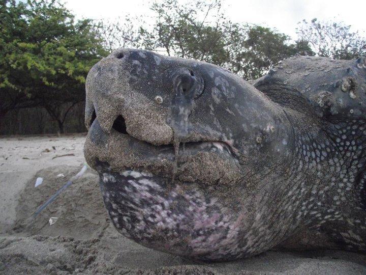 Cabinas Surf Arribadas Ostional Wildlife Refuge 외부 사진