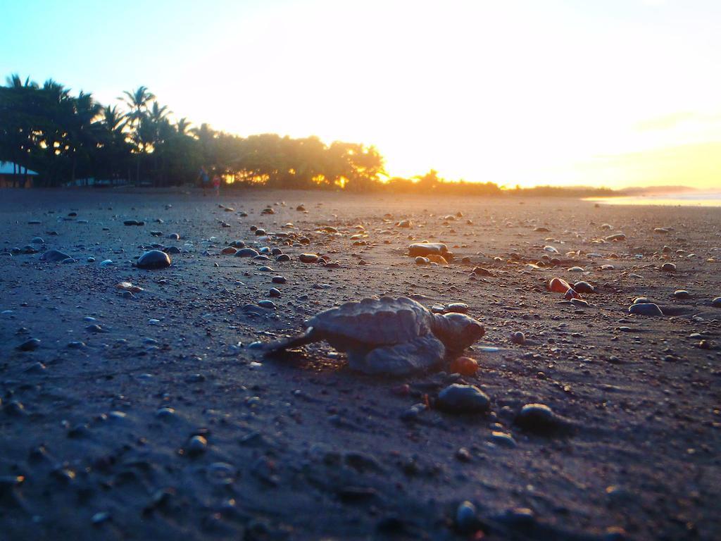 Cabinas Surf Arribadas Ostional Wildlife Refuge 외부 사진