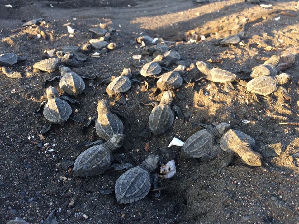 Cabinas Surf Arribadas Ostional Wildlife Refuge 외부 사진