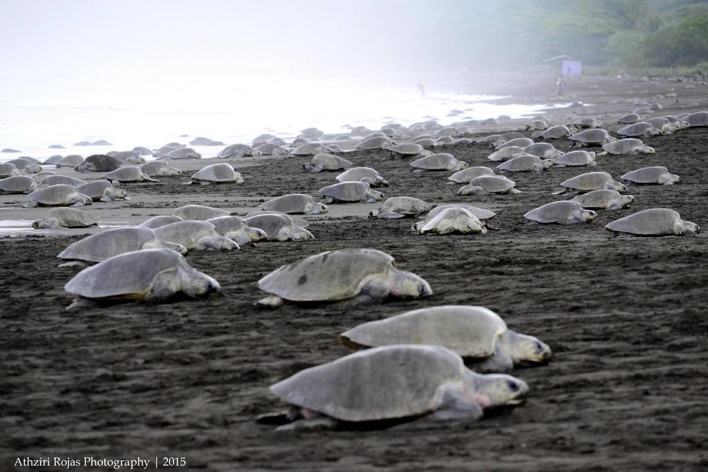 Cabinas Surf Arribadas Ostional Wildlife Refuge 외부 사진