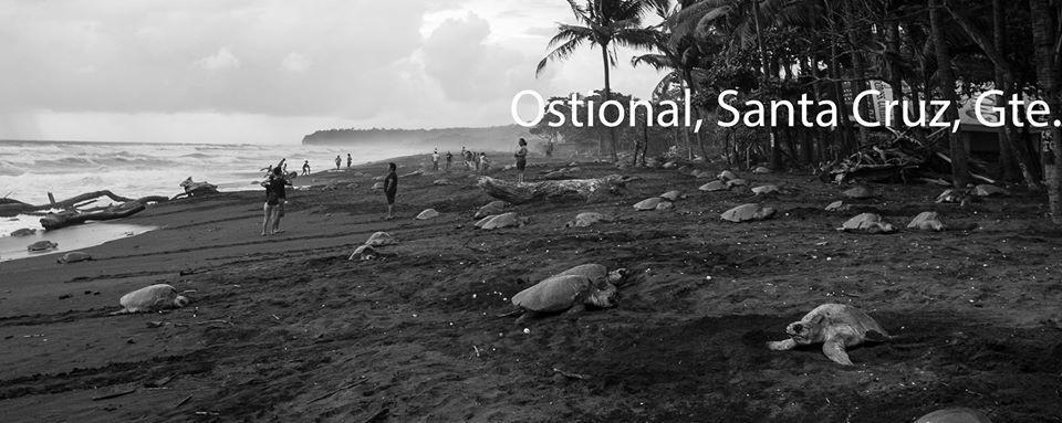 Cabinas Surf Arribadas Ostional Wildlife Refuge 외부 사진