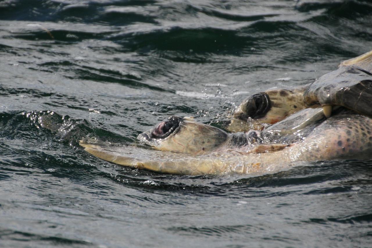 Cabinas Surf Arribadas Ostional Wildlife Refuge 외부 사진