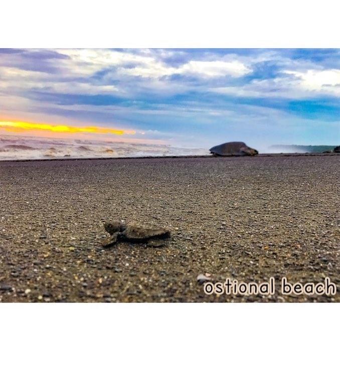Cabinas Surf Arribadas Ostional Wildlife Refuge 외부 사진