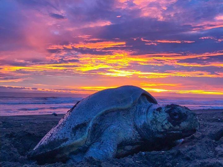 Cabinas Surf Arribadas Ostional Wildlife Refuge 외부 사진