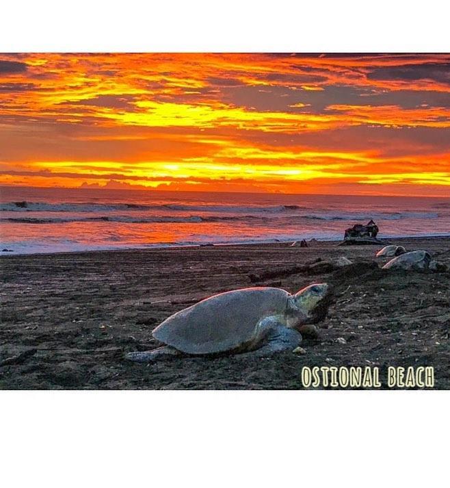Cabinas Surf Arribadas Ostional Wildlife Refuge 외부 사진
